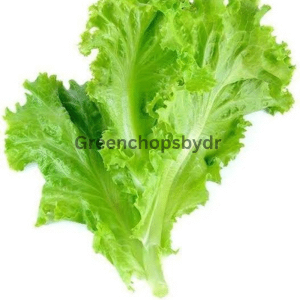 Lettuce(Salad Patta)- 0.5kg